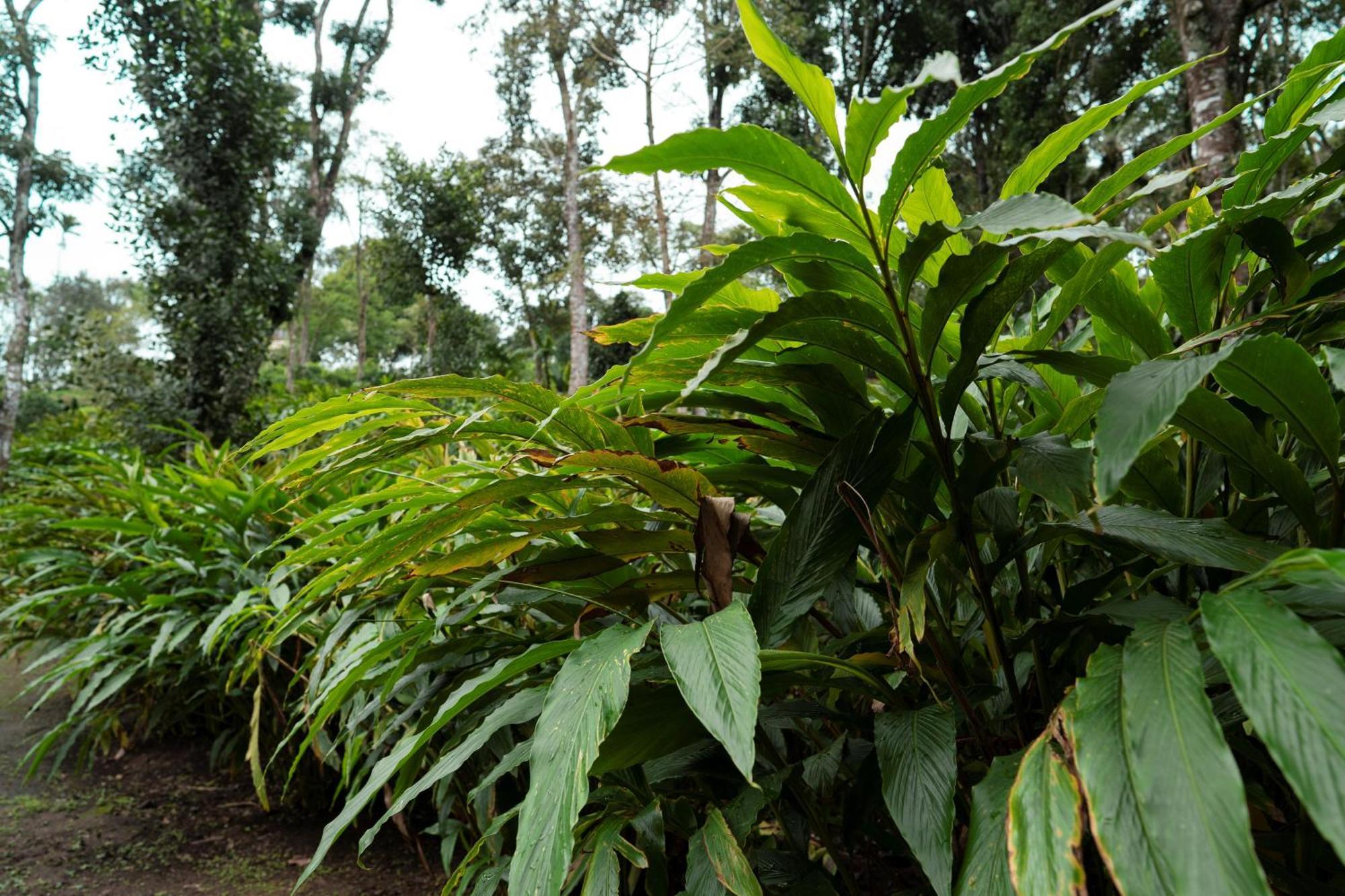 Carmelia Haven Resort Thekkady Luaran gambar